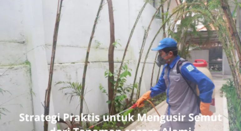 Strategi Praktis untuk Mengusir Semut dari Tanaman secara Alami