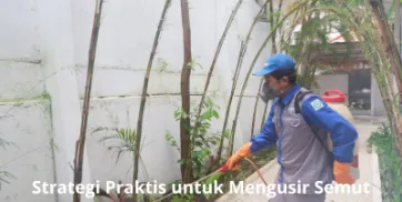 Strategi Praktis untuk Mengusir Semut dari Tanaman secara Alami