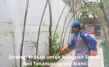 Strategi Praktis untuk Mengusir Semut dari Tanaman secara Alami