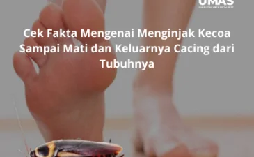 Jasa Pest Control Menteng Cek Fakta Mengenai Menginjak Kecoa Sampai Mati dan Keluarnya Cacing dari Tubuhnya