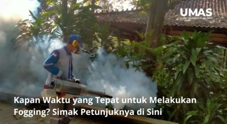 Kapan Waktu yang Tepat untuk Melakukan Fogging? Simak Petunjuknya di Sini