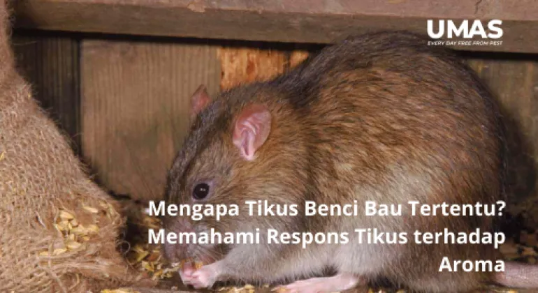Mengapa Tikus Benci Bau Tertentu? Memahami Respons Tikus terhadap Aroma