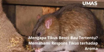 Mengapa Tikus Benci Bau Tertentu Memahami Respons Tikus terhadap Aroma