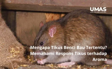 Mengapa Tikus Benci Bau Tertentu Memahami Respons Tikus terhadap Aroma