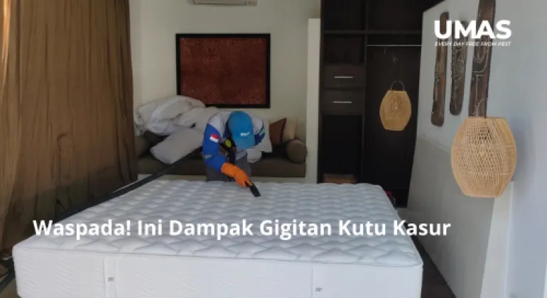 Waspada! Ini Dampak Gigitan Kutu Kasur