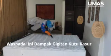 Waspada Ini Dampak Gigitan Kutu Kasur