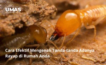 ~blog/2023/7/18/cara efektif mengenali tanda tanda adanya rayap di rumah anda  jasa pengendalian rayap gambir