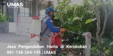 Jasa Pengendalian Hama di Kerobokan  081138204195  UMAS