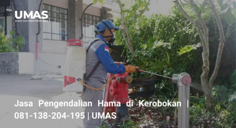 Jasa Pengendalian Hama di Kerobokan | 081-138-204-195 | UMAS