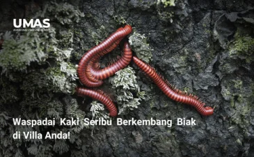 ~blog/2023/7/19/waspadai kaki seribu berkembang biak di villa anda