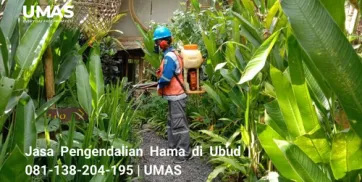Jasa Pengendalian Hama di Ubud  081138204195  UMAS