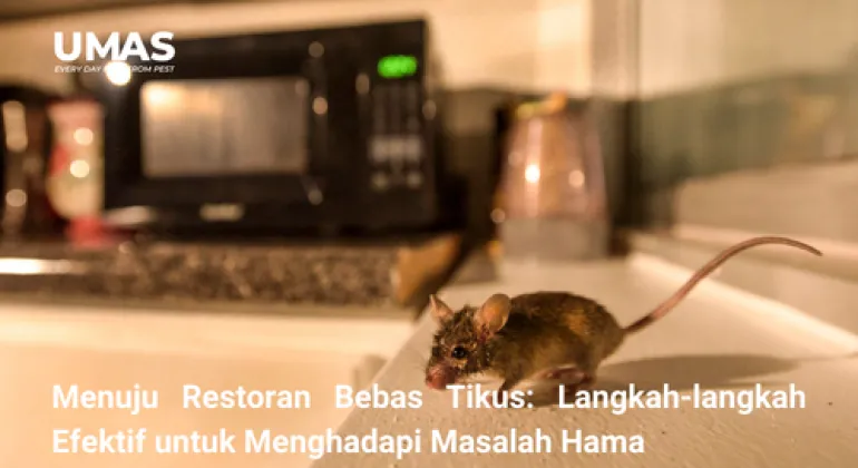 Menuju Restoran Bebas Tikus: Langkah-langkah Efektif untuk Menghadapi Masalah Hama