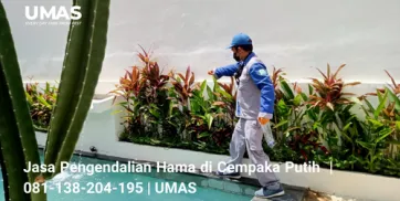 Jasa Pengendalian Hama di Cempaka Putih   081138204195  UMAS