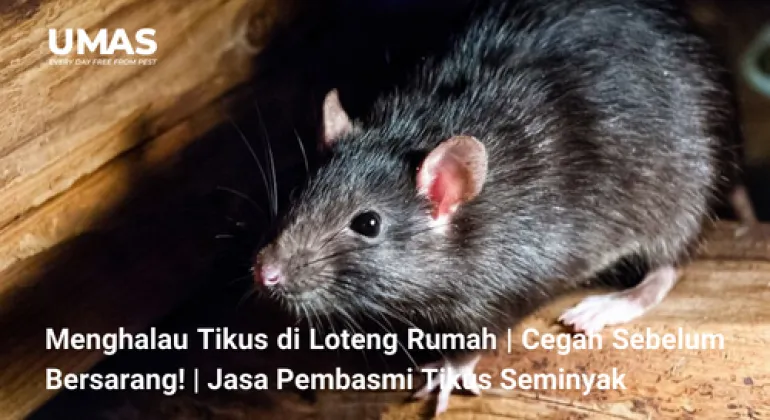 Menghalau Tikus di Loteng Rumah | Cegah Sebelum Bersarang! | Jasa Pembasmi Tikus Seminyak
