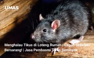 ~blog/2023/7/21/menghalau tikus di loteng rumah cegah sebelum bersarang jasa pembasmi tikus seminyak