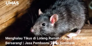 Menghalau Tikus di Loteng Rumah  Cegah Sebelum Bersarang  Jasa Pembasmi Tikus Seminyak