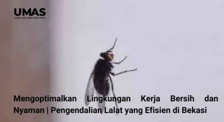 Mengoptimalkan Lingkungan Kerja Bersih dan Nyaman | Pengendalian Lalat yang Efisien di Bekasi