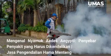 Mengenal Nyamuk Aedes Aegypti Penyebar Penyakit yang Harus Dikendalikan  Jasa Pengendalian Hama Menteng