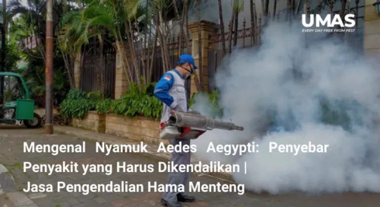 Mengenal Nyamuk Aedes Aegypti: Penyebar Penyakit yang Harus Dikendalikan | Jasa Pengendalian Hama Menteng