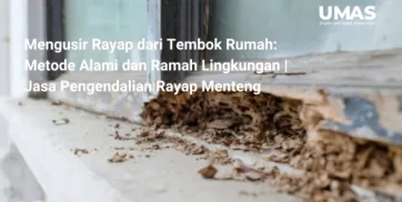 Mengusir Rayap dari Tembok Rumah Metode Alami dan Ramah Lingkungan  Jasa Pengendalian Rayap Menteng