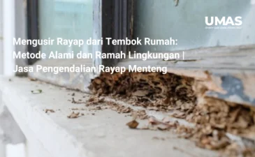 ~blog/2023/7/26/mengusir rayap dari tembok rumah metode alami dan ramah lingkungan jasa pengendalian rayap menteng