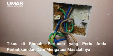 Stop Kontak Bebas Semut Rahasia Menghilangkan Suara Berisik dan Pasir Mengganggu  Jasa Pengendalian Hama Tumbaksari