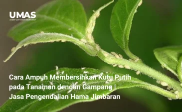 ~blog/2023/7/28/cara ampuh membersihkan kutu putih pada tanaman dengan gampang jasa pengendalian hama jimbaran