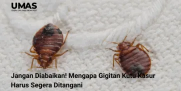 Jangan Diabaikan Mengapa Gigitan Kutu Kasur Harus Segera Ditangani