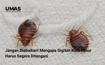 ~blog/2023/7/31/jangan diabaikan mengapa gigitan kutu kasur harus segera ditangani jasa pengendalian kutu busuk surabaya pusat