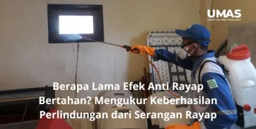 Berapa Lama Efek Anti Rayap Bertahan Mengukur Keberhasilan Perlindungan dari Serangan Rayap