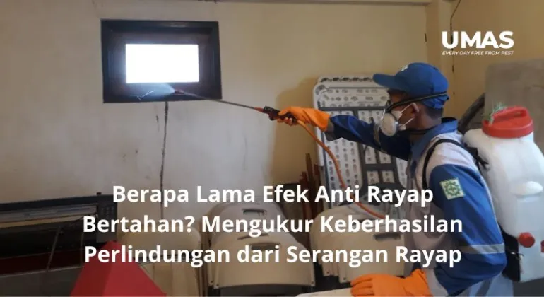Berapa Lama Efek Anti Rayap Bertahan? Mengukur Keberhasilan Perlindungan dari Serangan Rayap
