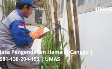 ~blog/2023/7/8/jasa pengendalian hama di canggu 081 138 204 195 umas