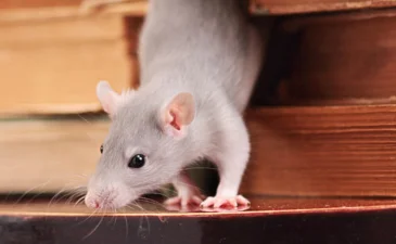 ~blog/2023/8/1/pengendalian tikus denpasar  gudang bebas tikus dengan jasa pengendalian tikus umas