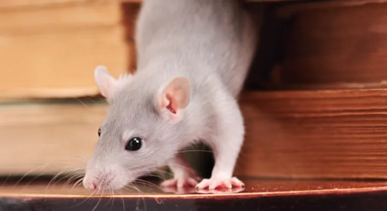 Pengendalian Tikus Denpasar - Gudang Bebas Tikus dengan Jasa Pengendalian Tikus UMAS