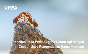 ~blog/2023/8/10/redakan rasa pedih gigitan semut api dengan cepat jasa pengendalian hama menteng