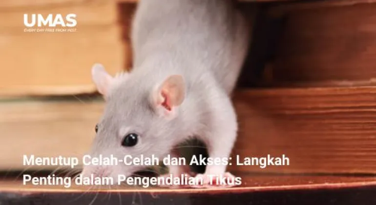 Menutup Celah-Celah dan Akses: Langkah Penting dalam Pengendalian Tikus