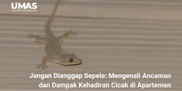 Jangan Dianggap Sepele Mengenali Ancaman dan Dampak Kehadiran Cicak di Apartemen