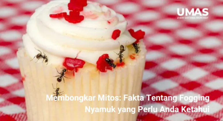 Bolehkah Mengonsumsi Makanan yang Dihinggapi Semut? Temukan Jawabannya di Sini!