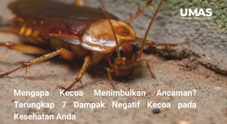 Mengapa Kecoa Menimbulkan Ancaman? 7 Dampak Negatif Kecoa pada Kesehatan | Jasa Pengendalian Hama Tangerang