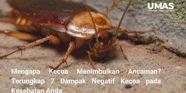 Mengapa Kecoa Menimbulkan Ancaman 7 Dampak Negatif Kecoa pada Kesehatan  Jasa Pengendalian Hama Tangerang