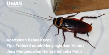 Apartemen Bebas Kecoa  Tips Terbukti untuk Menyingkirkan Hama  Jasa Pengendalian Hama Cempaka Putih