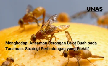 ~blog/2023/8/7/menghadapi ancaman serangan lalat buah pada tanaman strategi perlindungan yang efektif