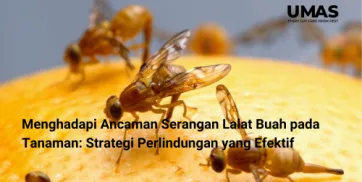 Menghadapi Ancaman Serangan Lalat Buah pada Tanaman Strategi Perlindungan yang Efektif