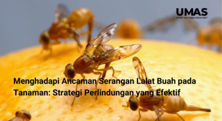 Menghadapi Ancaman Serangan Lalat Buah pada Tanaman: Strategi Perlindungan yang Efektif
