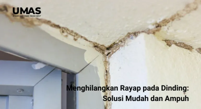 Menghilangkan Rayap pada Dinding: Solusi Mudah dan Ampuh