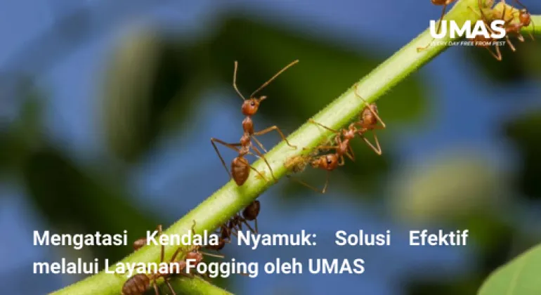 Mengatasi Masalah Semut di Pohon: Penyebab dan Strategi Penanggulangannya
