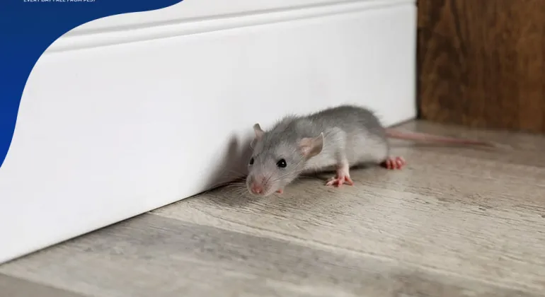Memahami Efektivitas Karbol sebagai Repelan Tikus: Mitos atau Fakta?