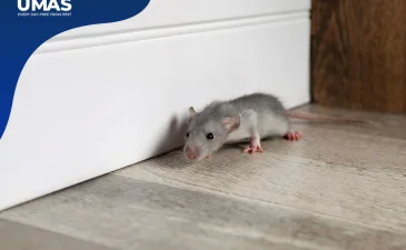 Memahami Efektivitas Karbol sebagai Repelan Tikus Mitos atau Fakta