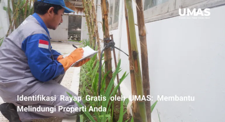 Identifikasi Rayap Gratis oleh UMAS: Membantu Melindungi Properti Anda