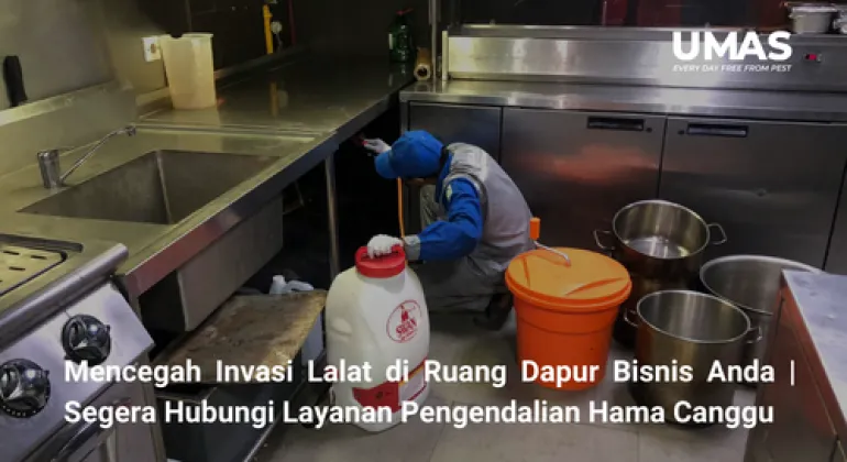 Mencegah Invasi Lalat di Ruang Dapur Bisnis Anda | Segera Hubungi Layanan Pengendalian Hama Canggu